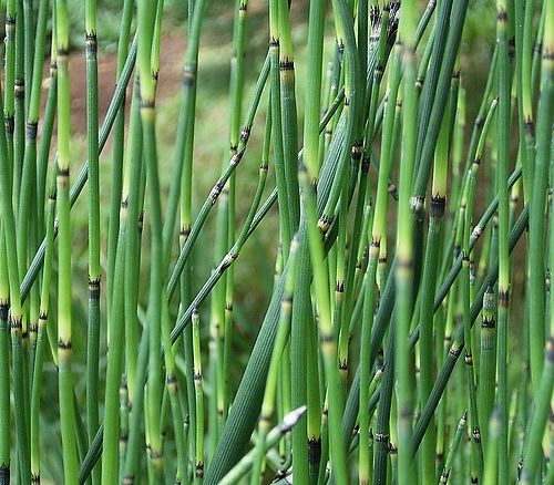 Equisetum giganteum